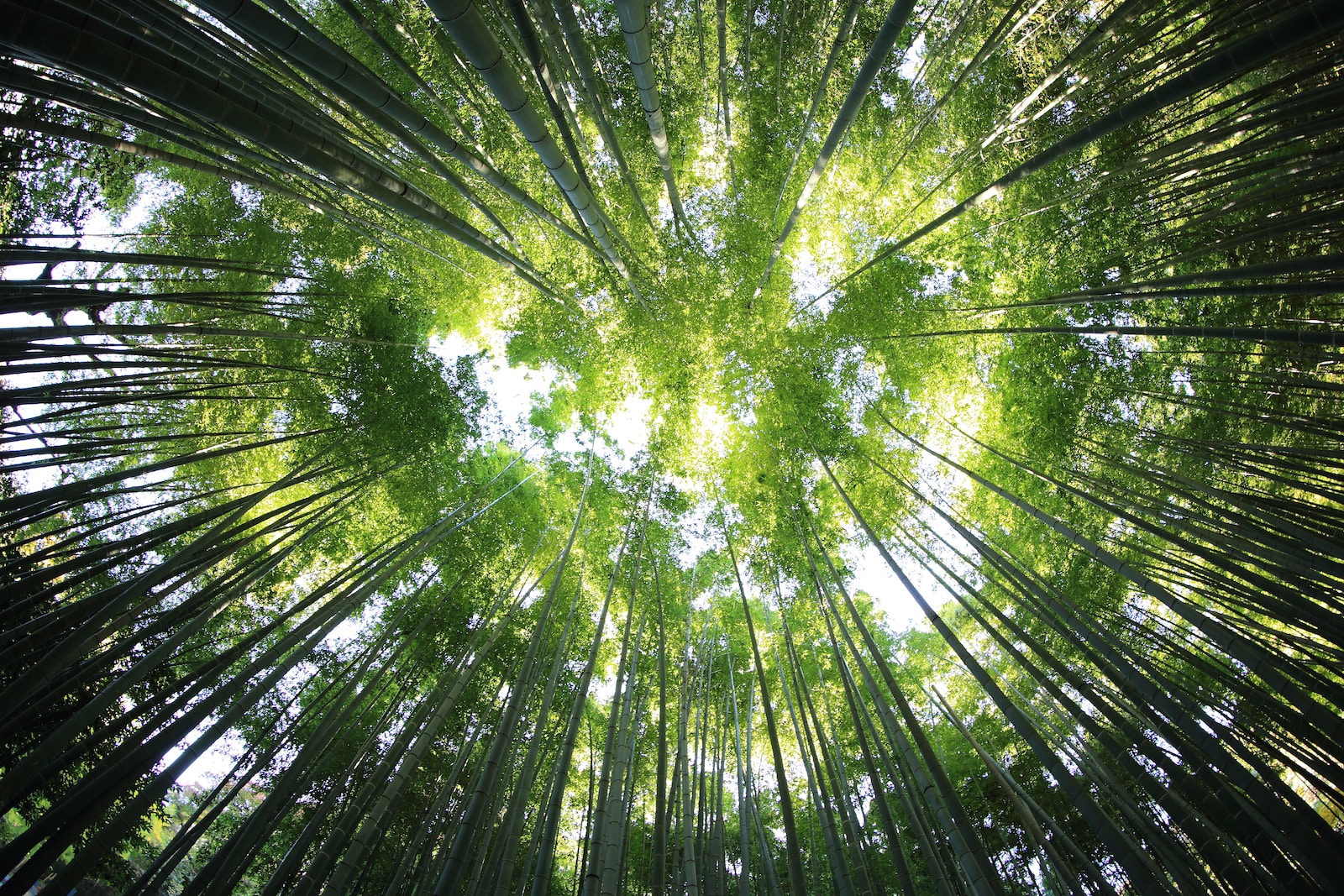Les bénéfices reconnus des plantes